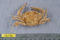 藏品(雙額短漿蟹)的圖片